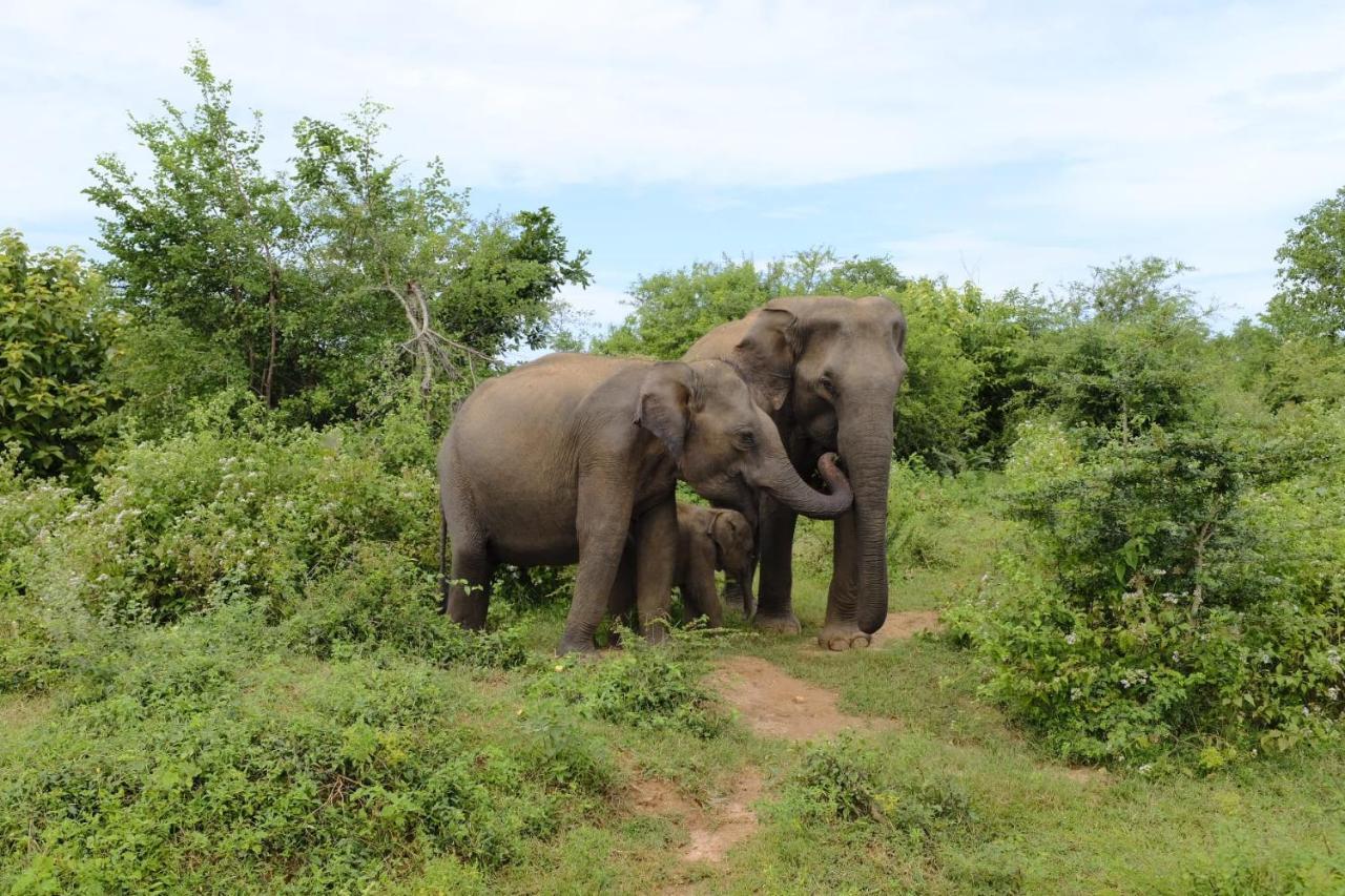 Dimuthu Homestay Udawalawe Buitenkant foto