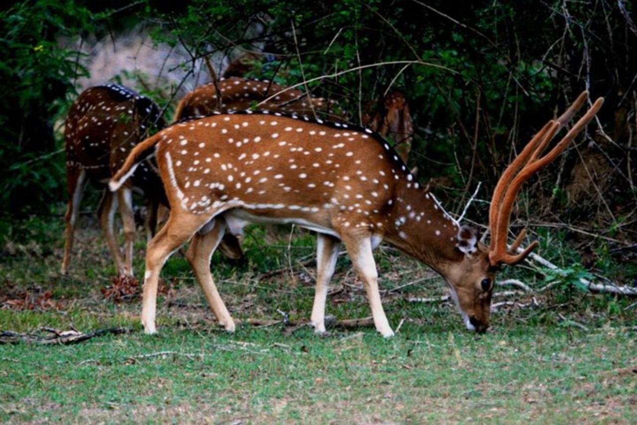 Dimuthu Homestay Udawalawe Buitenkant foto