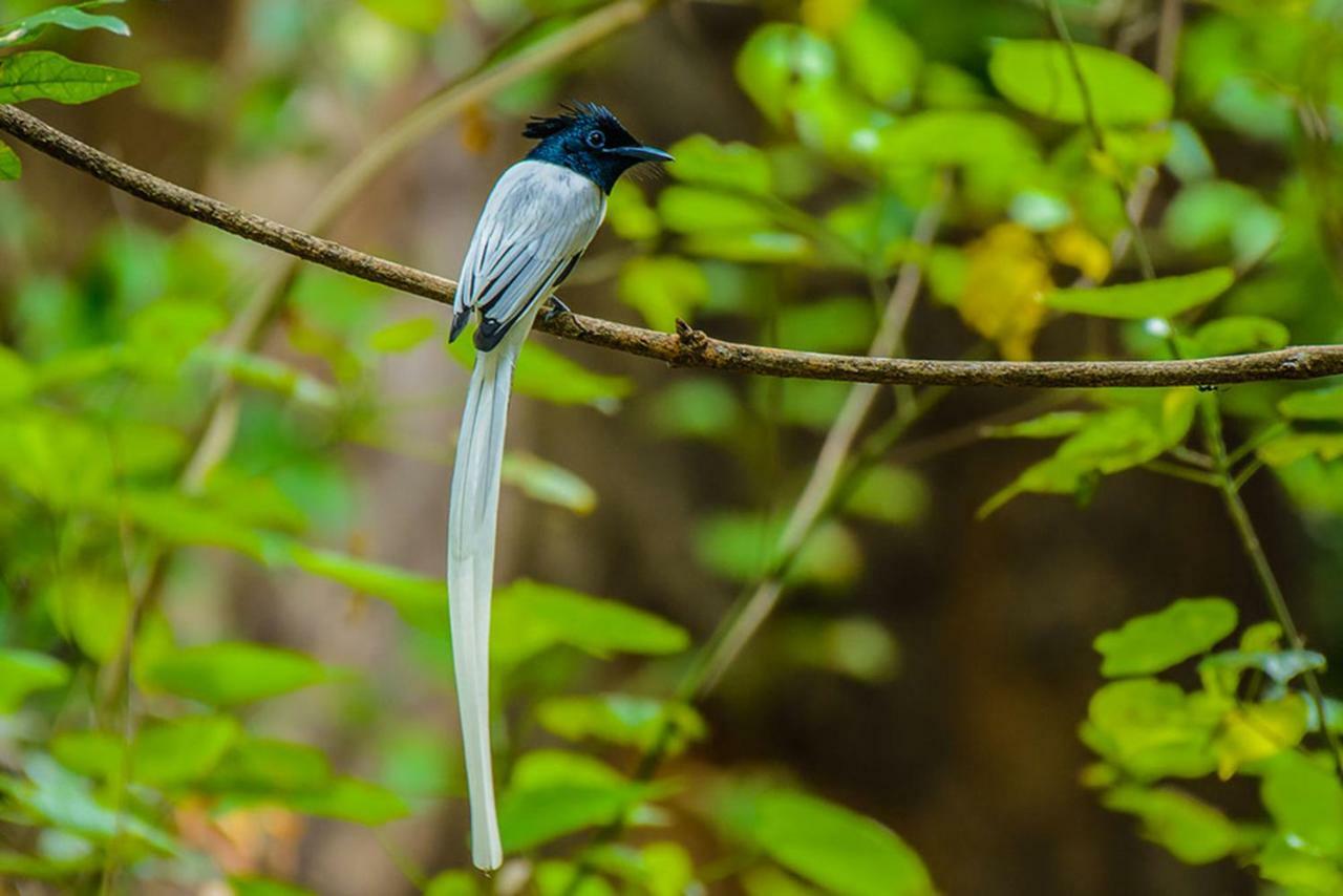 Dimuthu Homestay Udawalawe Buitenkant foto